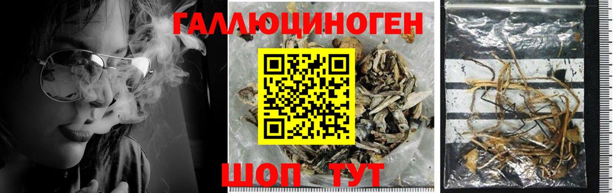 Псилоцибиновые грибы Magic Shrooms  Вход с VPN  Каспийск  Псилоцибиновые грибы мухоморы 